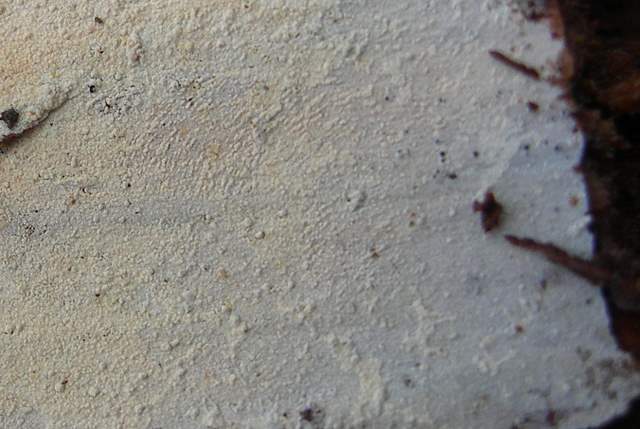 le  Specie  invernali  del  Leimental